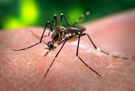 UE apoia investigação sobre o vírus Zika com 10 milhões de euros