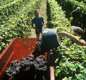 Novas medidas excecionais para apoiar o setor vitivinícola