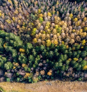 Pacto Ecológico Europeu: Comissão propõe nova estratégia para proteger e recuperar florestas da UE
