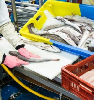 Eurobarómtero: inquérito revela que portugueses continuam a liderar consume de peixe e produtos do mar apesar da crise da COVID-19