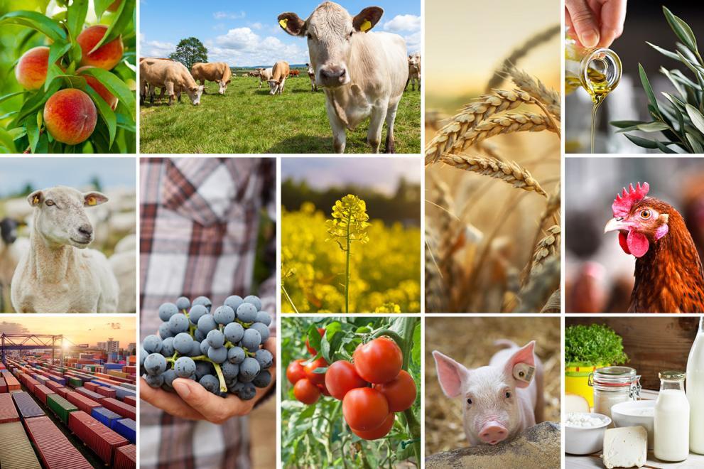 Agricultura: Comissão adota pacote de apoio aos agricultores de 330 milhões de euros